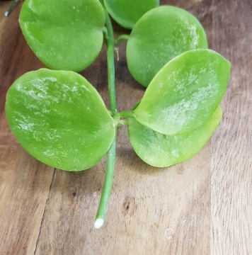 Hoya Biakensis splash round leaves - cięta sadzonka 