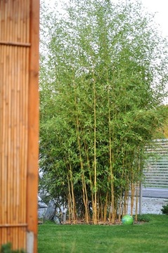 Bambusy zimozielone na żywopłot - duże sadzonki