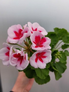 Pelargonia zonale- jasny róż z plamką- stojąca