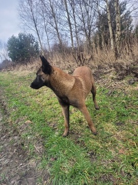 Owczarek belgijski malinois 