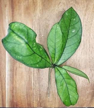 Hoya crassipetiolata - cięta sadzonka