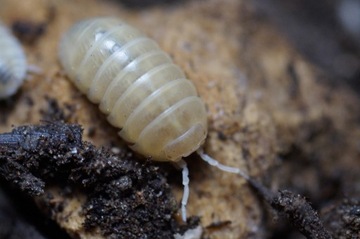 Armadillidium vulgare albino t+