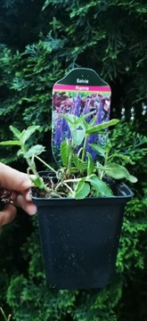Salvia sadzonka w pojemniku P9