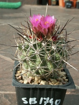 Sclerocactus glaucus SB 1740 - 10 nasion