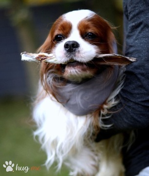 SNOOD siatkowy szary Hug me Cavalier Spaniel