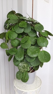 Hoya hoja obovata splash