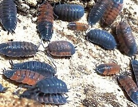 porcellio scaber lava