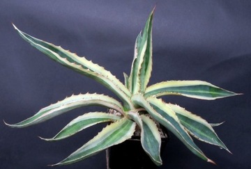 Kaktusy! - Agave lophantha quadricolor - RARYTAS!