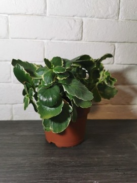 Kalanchoe