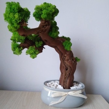 Drzewko "bonsai" z mchu chrobotka