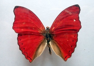 Motyl Czerwony Cymothoe Sangaris