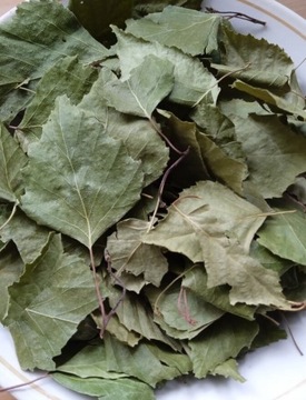 Liść brzozy (Flor Betula) - 50 g