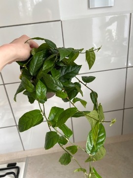 Pnąca odmiana fikusa ficus radicans