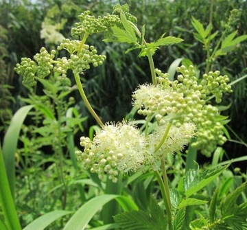 Wiązówka błotna / Filipendula ulmaria