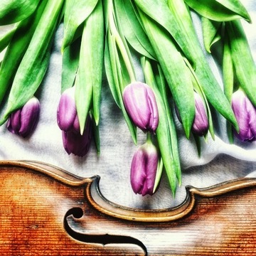 Skrzypce i tulipany - plakat w ramie 30x30 cm #R01
