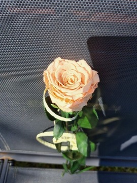 Wieczna róża stabilizowana prezent dzień mamy