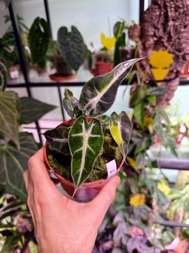 Alocasia |Alokazja |Bambino |Aurea |DØ10cm