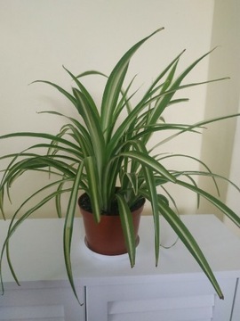 Zielistka - piękna gęsta młoda roślina 40cm