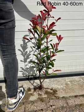 Głogownik / Photinia 'Red Robin' / Wys.40-60cm 