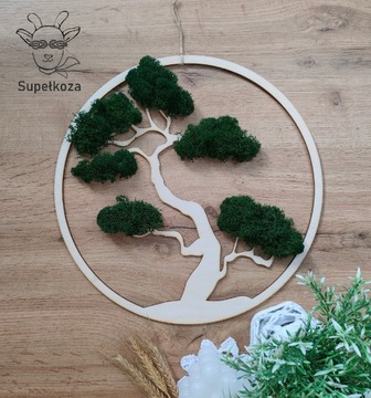Drzewko bonsai z chrobotkiem na obręczy 30cm mech