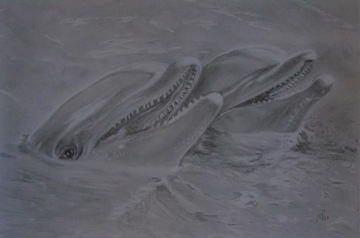 Delfiny,rysunek w olowku