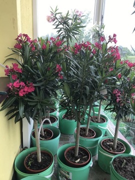 Oleander na pniu czerwony 