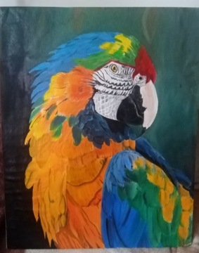 Obraz akrylowy Papuga