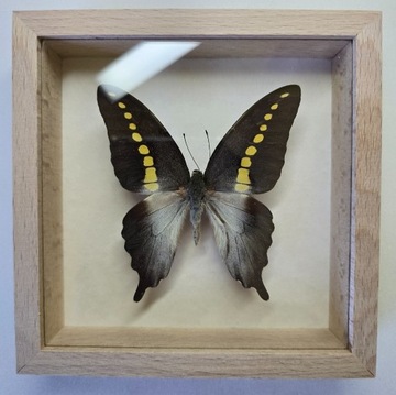 Motyl w gablotce Papilio Codrus