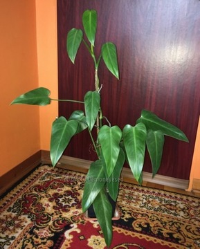 Kolekcjonerski Philodendron Emerald Queen nr 5