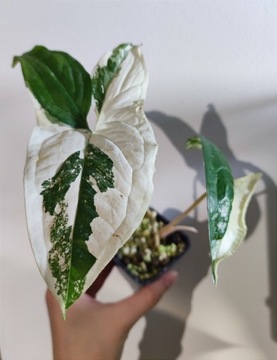 Syngonium emerald gem albo variegata