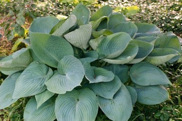 Funkia, hosta Blue Angel sadzonka