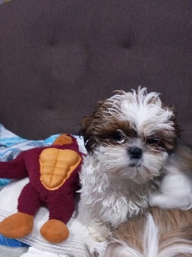 Shih tzu z Rodowodem