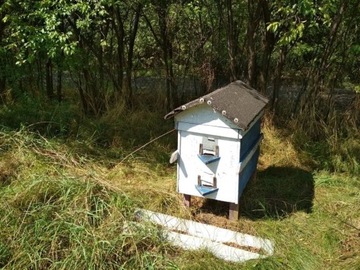 Pszczoły miodne z Południowego Podlasia, odkłady