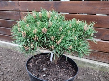 Pinus Silvestris Minima Kohout 