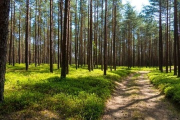 Drzewo opałowe sosna