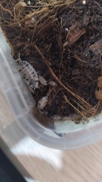 Prosionki Porcellio laevis 'Dairy Cow' 10 szt