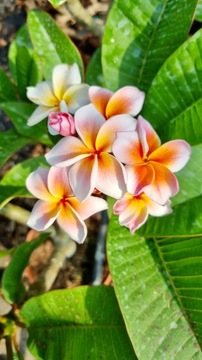 Plumeria / 30-80cm / wiele odmian