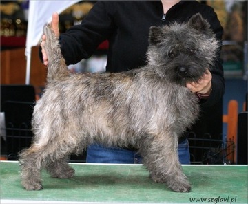 Cairn Terrier - rodowodowe (ZKwP/FCI) szczenięta