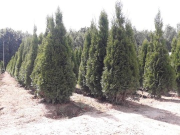 Thuja tuja szmaragd 80-180cm transport dostawa 