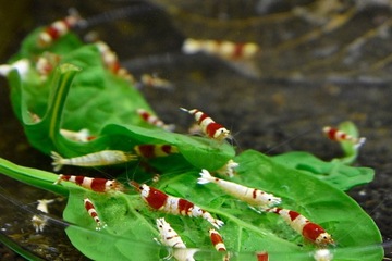 Krewetki Caridina Red Crystal - 10 szt. + 1 Gratis