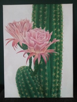 Obraz kaktus 40x30 