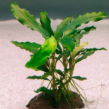Bucephalandra Velvet Leaf 2 Rarytas