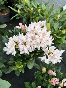 Rhododendron - Cunningham's White - Różanecznik 