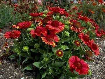 Gaillardia Artistata "Mesa Red"