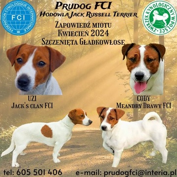 Jack Russell Terrier FCI / ZKwP zapowiedź miotu 