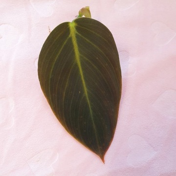 Philodendron Gigas - Filodendron