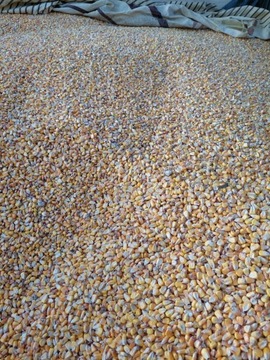 Kukurydza 25kg ziarno czyszczone bez plew