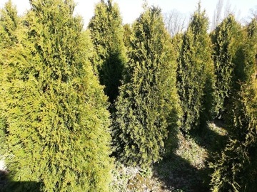 THUJA Smaragd TUJA Szmaragd 100-120cm Producent!