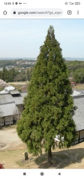 Cryptomeria japońska szydlica eksklusiv,6 m wys.