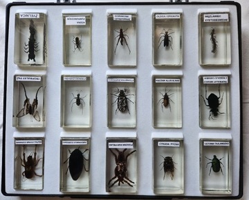 Kolekcja owadów w szkle 
